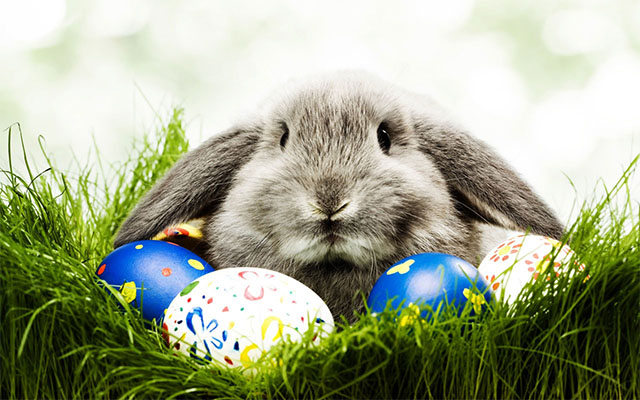 Cute bunny poses in front of Easter eggs
